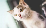 晚上听到猫叫要死人是真的吗