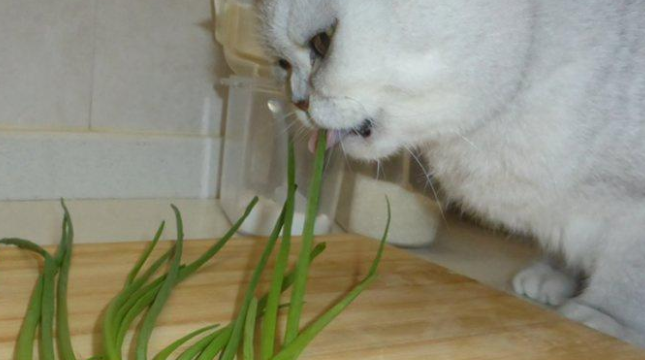 喂猫葱第二天就死了 喂猫葱第二天就死了