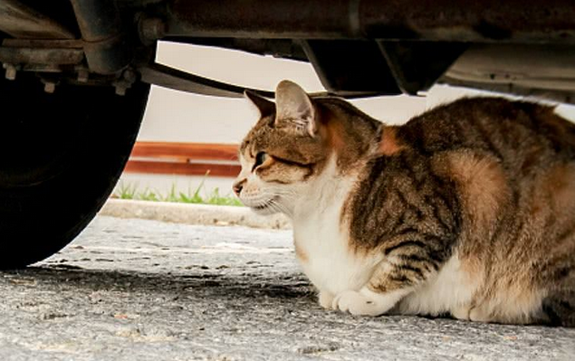猫咪带孩子躲货车底下不愿离开，走近一看，发现它的眼睛有泪痕