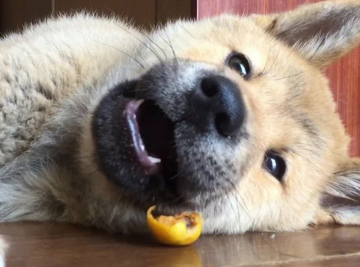 狗能吃枇杷吗