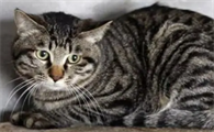 猫最多能活多少年