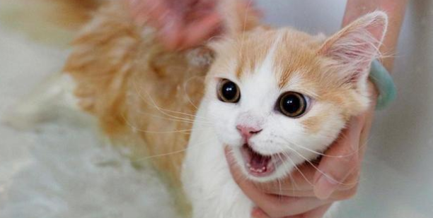 猫有月经吗
