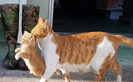 母猫开始藏孩子怎么办