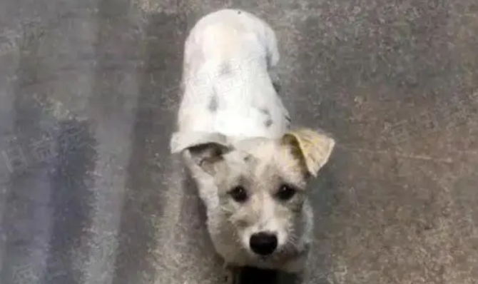 流浪狗殷勤讨好路人,只为给孩子找个家:我的孩子不能再流浪 流浪狗殷勤讨好路人,只为给孩子找个家:我的孩子不能再流浪