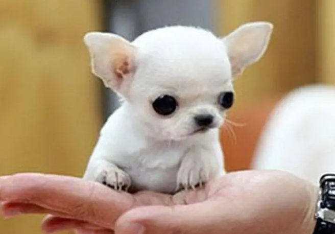 牛奶犬是什么品种