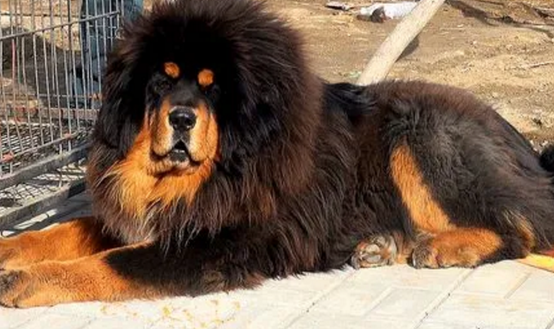 十大最凶猛的狗