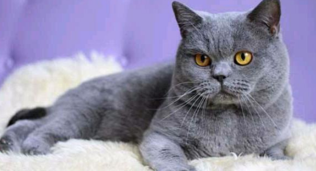 猫有多少种品种 猫有多少种品种