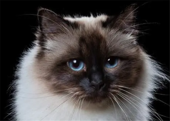 伯曼猫图片?外观的判断标准 伯曼猫图片?外观的判断标准