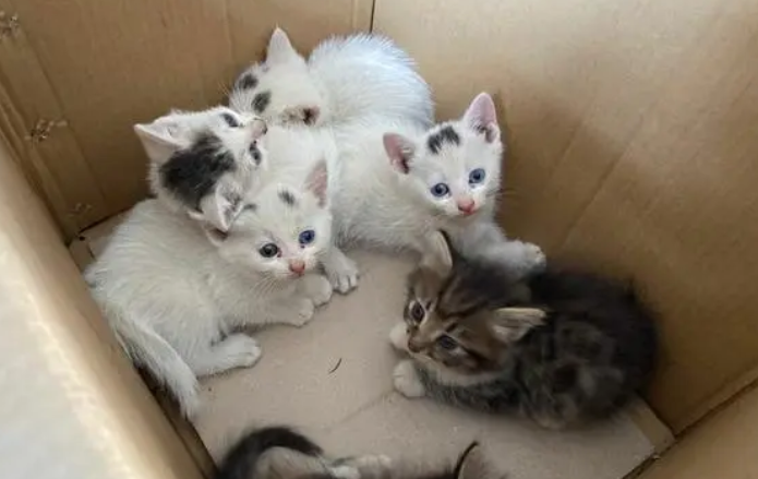 为什么不能要第一窝猫
