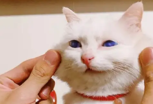 一位善良的爷爷和一只叫做瑞拉的病猫,让近百万粉丝感动到落泪 一位善良的爷爷和一只叫做瑞拉的病猫,让近百万粉丝感动到落泪