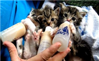未断奶小猫怎么养?