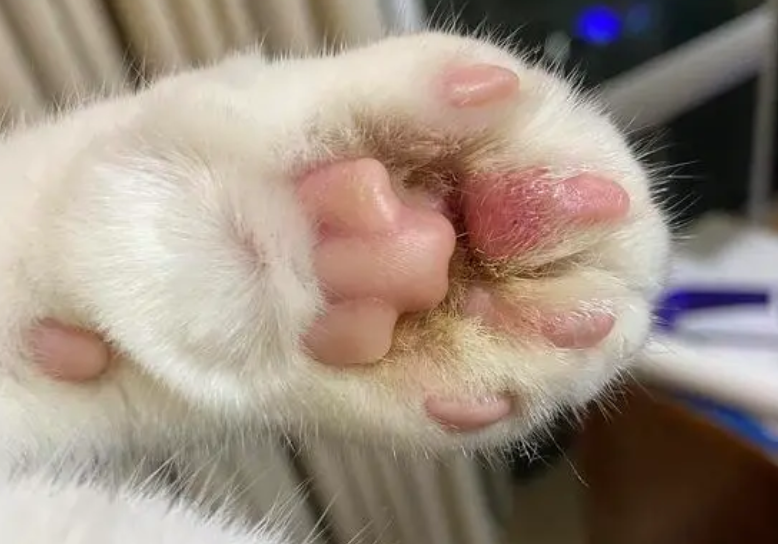 猫爪子肿了能自愈吗