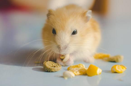 多米尼加可食仓鼠好养吗 多米尼加可食仓鼠好养吗
