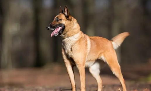 比利时玛利诺犬价格?比利时牧羊犬四个品种之一 比利时玛利诺犬价格?比利时牧羊犬四个品种之一
