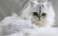 世界上十大最漂亮的猫排名