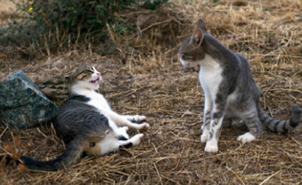 小母猫首次闹猫什么时候