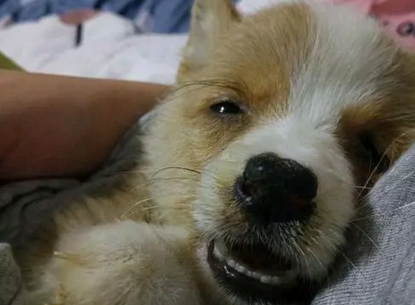 犬瘟眼屎和正常眼屎 犬瘟眼屎和正常眼屎