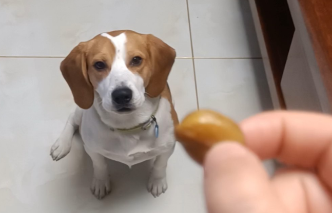 狗能吃蚕豆吗 狗能吃蚕豆吗