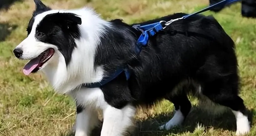 边境牧羊犬怎么看纯不纯 从幼犬到品相为你解惑