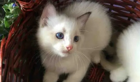 天小猫是什么软件 天小猫是什么软件