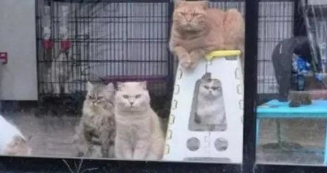 宠主在院子里烤肉吃,却让猫咪在家里看,家里猫咪都气炸了! 宠主在院子里烤肉吃,却让猫咪在家里看,家里猫咪都气炸了!
