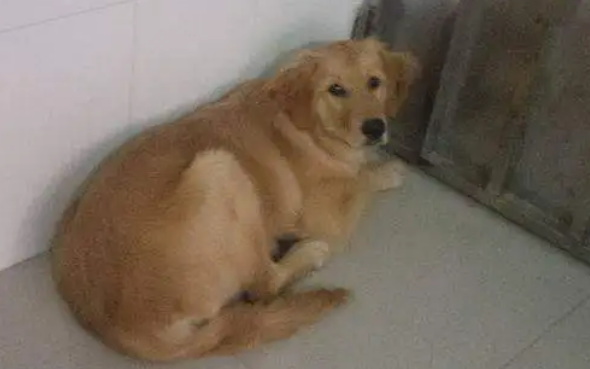 金毛不小心走丢,主人找到狗狗后,被眼前这一幕吓出一身冷汗! 金毛不小心走丢,主人找到狗狗后,被眼前这一幕吓出一身冷汗!