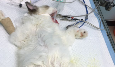 母猫绝育第二天还痛吗