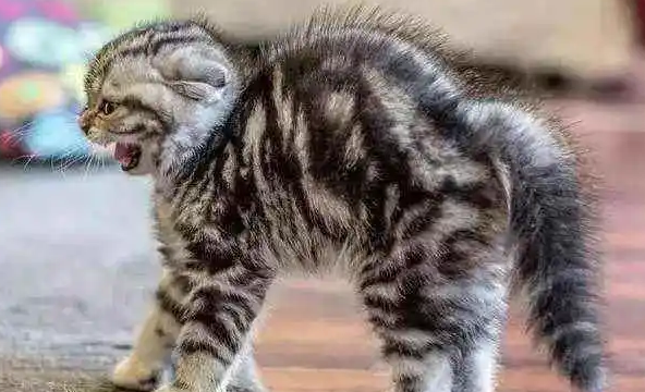 摸猫的时候猫弓起身子尾巴上翘
