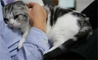 闹猫有什么办法解决