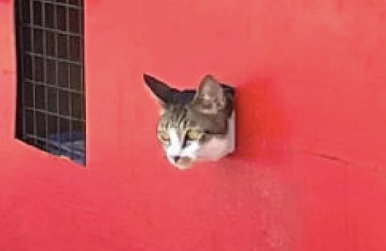 肉摊子的柜子里,从洞口钻出来一只猫咪,这是挂猫头卖猪肉吗? 肉摊子的柜子里,从洞口钻出来一只猫咪,这是挂猫头卖猪肉吗?