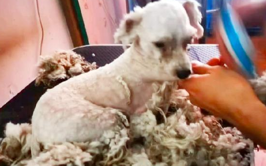 一只穿着小红鞋的流浪比熊犬,都要捂出皮肤病了,它还不舍得脱掉 一只穿着小红鞋的流浪比熊犬,都要捂出皮肤病了,它还不舍得脱掉