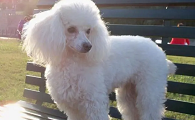 十大最可爱的小型犬