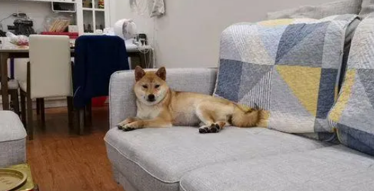 小狗在柴犬夫妻的悉心照顾下,都已经长大,太可爱了 小狗在柴犬夫妻的悉心照顾下,都已经长大,太可爱了