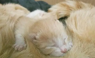 猫只生了一只正常吗