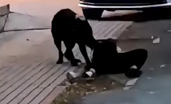 恶犬再伤人!大型黑狗当街撕咬61岁女子,颈动脉断裂 恶犬再伤人!大型黑狗当街撕咬61岁女子,颈动脉断裂