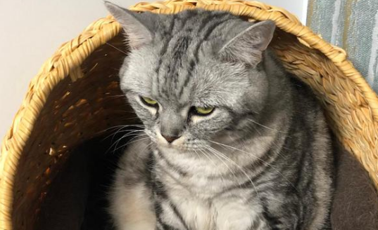喷洒酒精对猫来说 喷洒酒精对猫来说