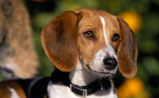 硬毛猎狐犬猎狐犬多少钱一只