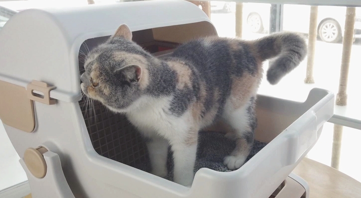 喵星仔猫砂盆好用吗 喵星仔猫砂盆好用吗