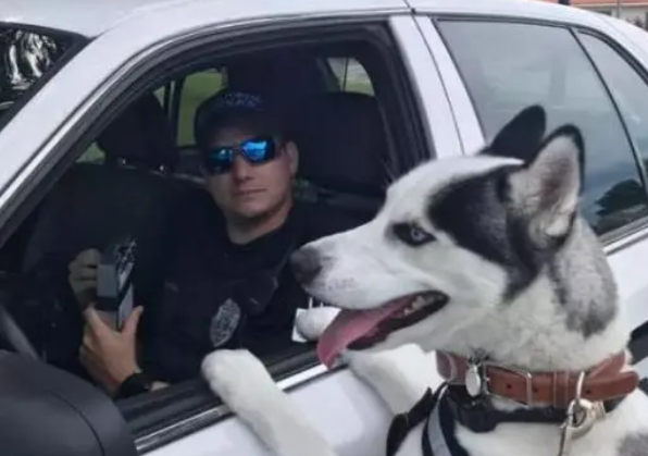 扬眉吐气!二哈在美国当上警犬啦! 扬眉吐气!二哈在美国当上警犬啦!