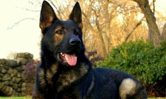 牧羊犬替其挡子弹 完美的诠释了“舍身取义” 牧羊犬替其挡子弹 完美的诠释了“舍身取义”