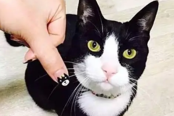 美甲指甲猫多少钱一只图片 美甲指甲猫多少钱一只图片