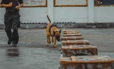 最好的缉毒犬品种