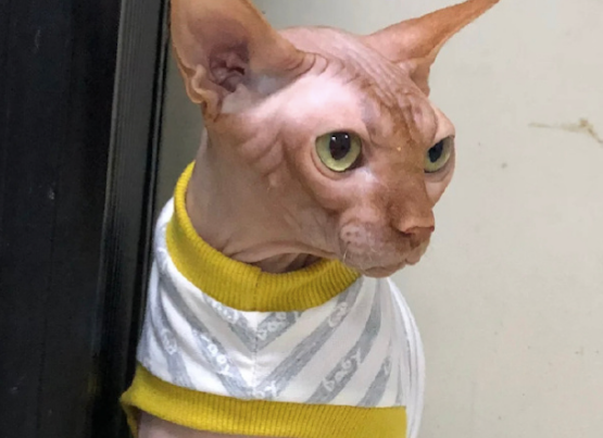 无毛猫回老家待了一个月,结果被晒得黢黑,确定不是头烤乳猪吗? 无毛猫回老家待了一个月,结果被晒得黢黑,确定不是头烤乳猪吗?