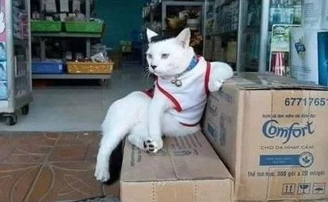 下班路上看见的一只猫,这气质,无敌了! 下班路上看见的一只猫,这气质,无敌了!