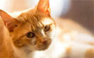 寺院里的猫主动找我