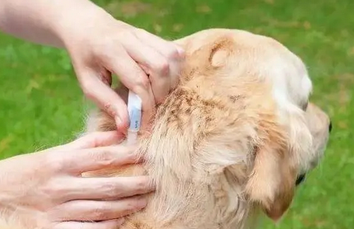 狗虱子在人身上怎么去除