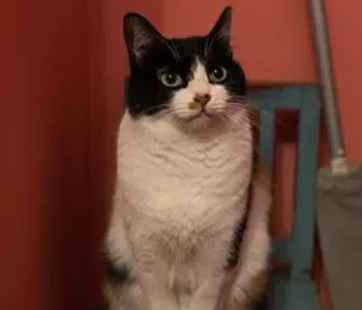 怡亲猫砂好不好?怡亲宠物绿茶猫砂,平价好用更省心 怡亲猫砂好不好?怡亲宠物绿茶猫砂,平价好用更省心