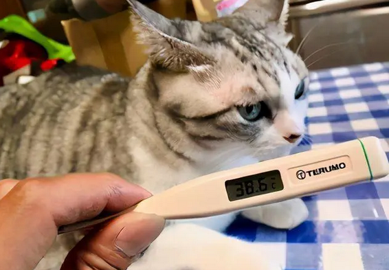 猫怎么看有没有发烧