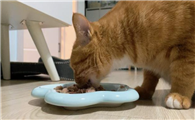 小猫吃什么
