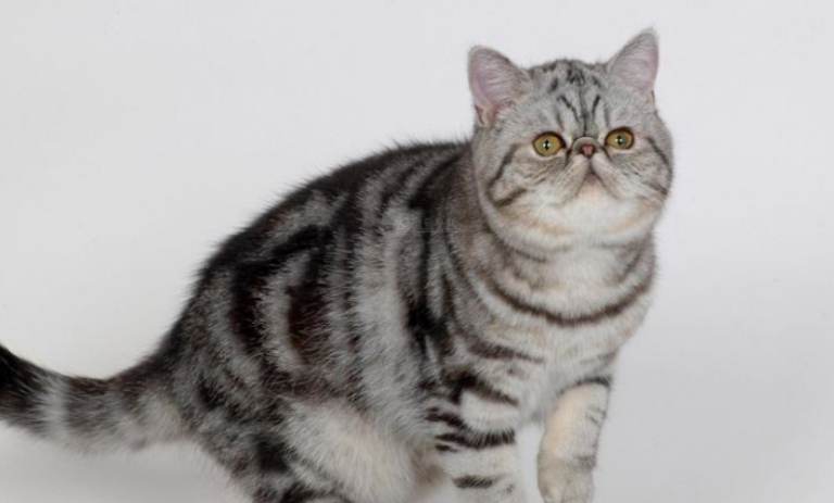 外来种短毛猫的特点 外来种短毛猫的特点